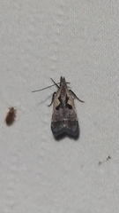 Dichomeris setosella