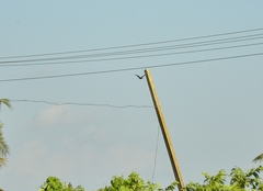 Anhinga melanogaster