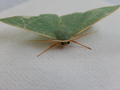 Prasinocyma semicrocea