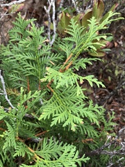 Thuja