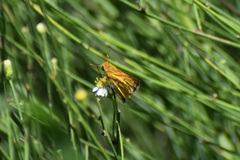 Hylephila phyleus phyleus