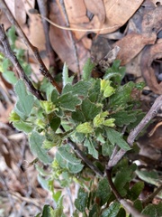 Xanthosia pilosa