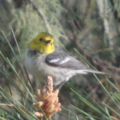 Setophaga occidentalis