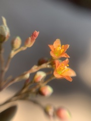 Phemeranthus multiflorus