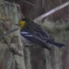 Setophaga occidentalis