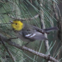 Setophaga occidentalis