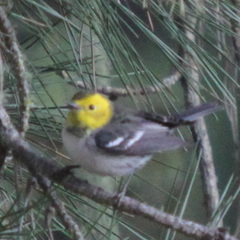 Setophaga occidentalis