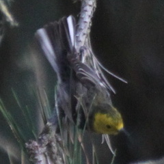 Setophaga occidentalis