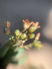 Phemeranthus multiflorus