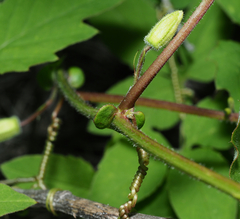 Passiflora bryonioides