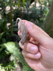 Anolis distichus