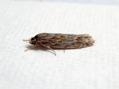 Phylomictis sarcinopa