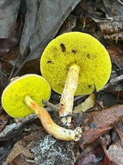 Aureoboletus auriporus