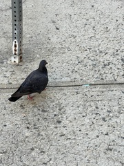 Columba livia domestica