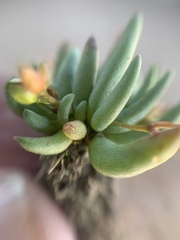 Phemeranthus multiflorus