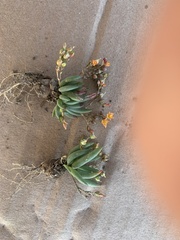 Phemeranthus multiflorus