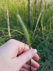 Hordeum jubatum