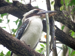 Dendrelaphis punctulatus