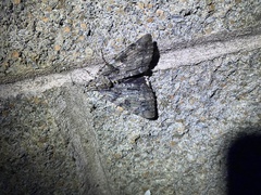 Catocala lacrymosa