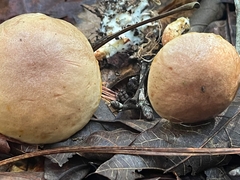 Aureoboletus auriporus