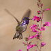 Costa's Hummingbird - Photo (c) greglasley, some rights reserved (CC BY-NC), uploaded by Greg Lasley
