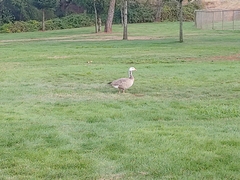 Anser anser × Branta canadensis