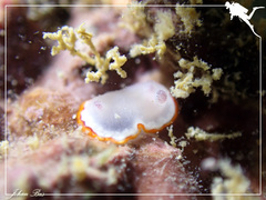 Goniobranchus rubrocornutus