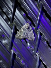 Catocala lacrymosa