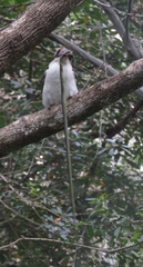 Dendrelaphis punctulatus