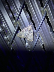 Catocala lacrymosa