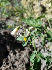 Solanum