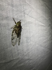 Cicadoidea