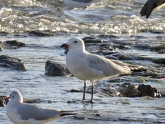 Ichthyaetus audouinii