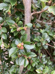 Cotoneaster horizontalis