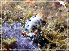 Hypselodoris infucata