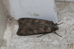 Peridroma saucia