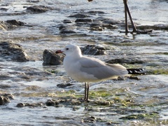 Ichthyaetus audouinii