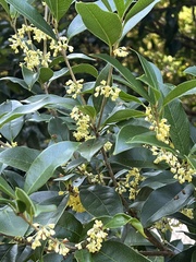Osmanthus fragrans
