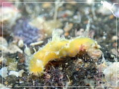 Plocamopherus pecoso