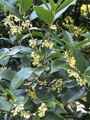 Osmanthus fragrans