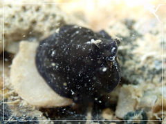 Dendrodoris nigra