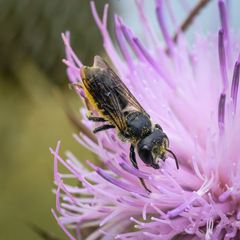 Megachile montivaga