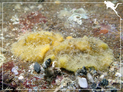 Sclerodoris apiculata