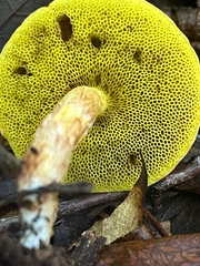 Aureoboletus auriporus