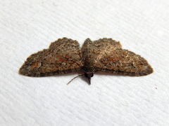 Pasiphilodes testulata