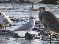 Ichthyaetus melanocephalus