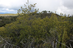 Weinmannia trichosperma