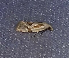 Aethes angustana