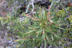Embothrium coccineum