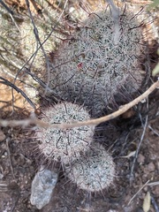 Mammillaria grahamii